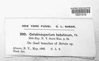 Gelatinosporium betulinum image